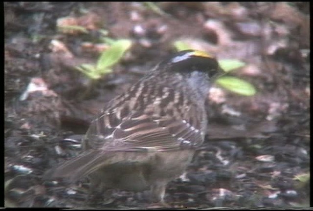 Golden-crowned Sparrow - ML435407