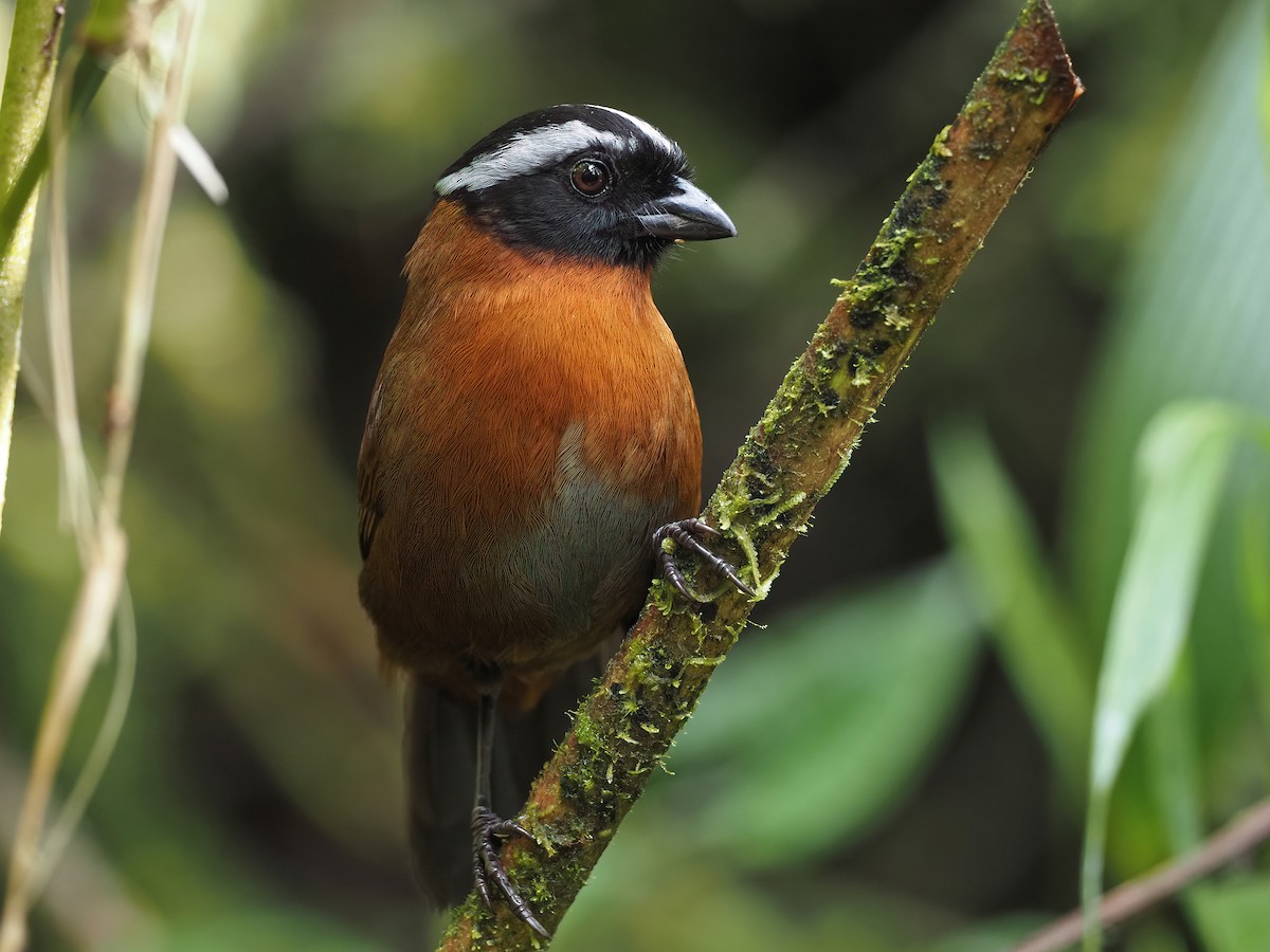 Tanager Finch - ML435408891