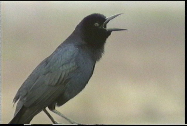 Boat-tailed Grackle - ML435412