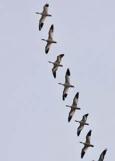 Snow Goose, ML435420151