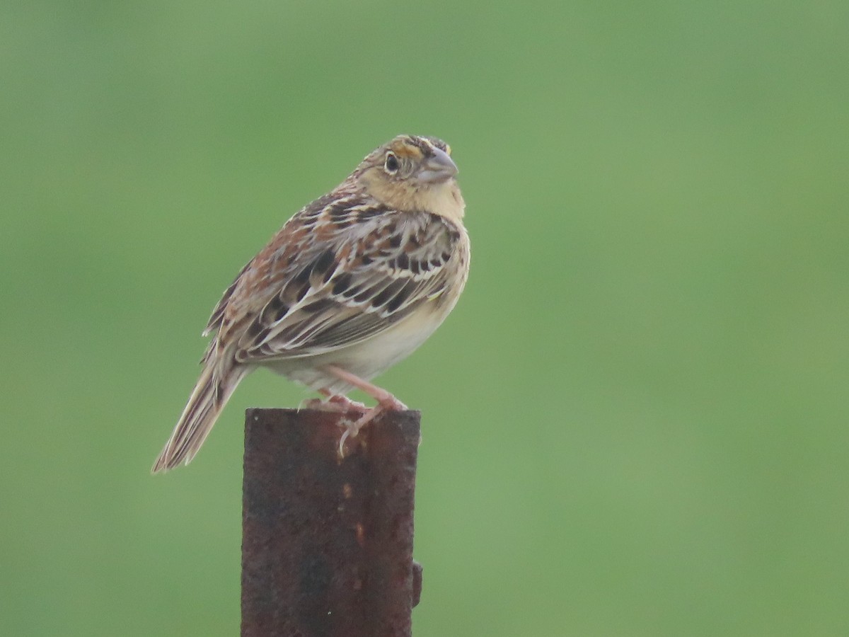 Grasshopper Sparrow - ML435423531