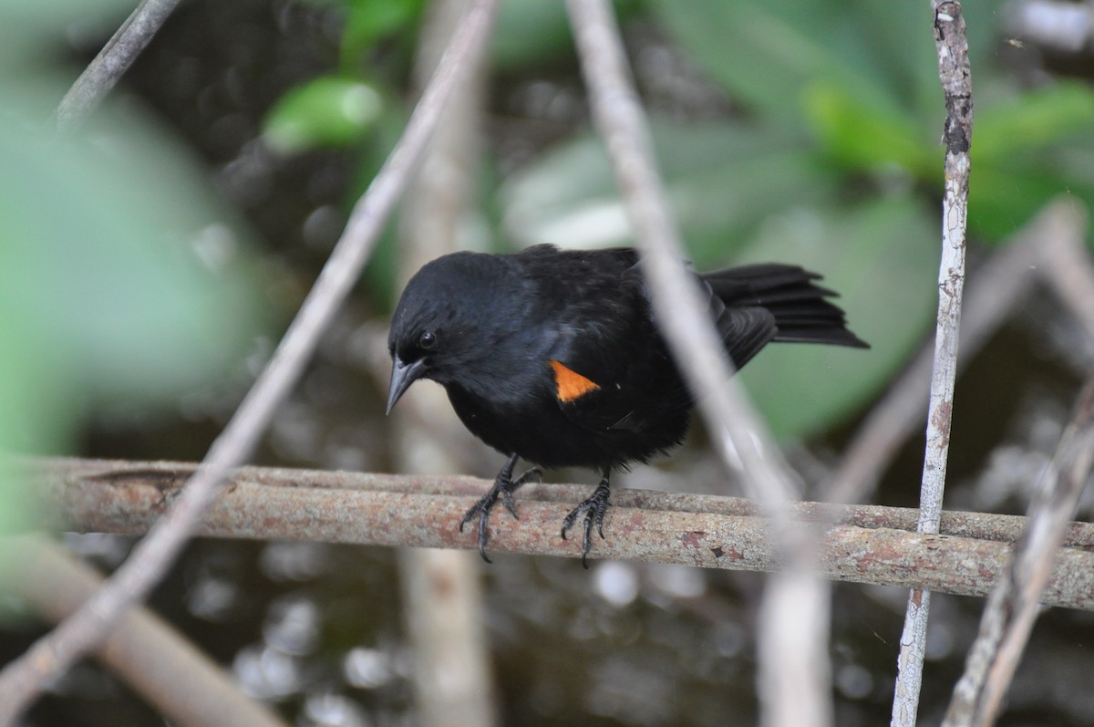 Tawny-shouldered Blackbird - ML43542701