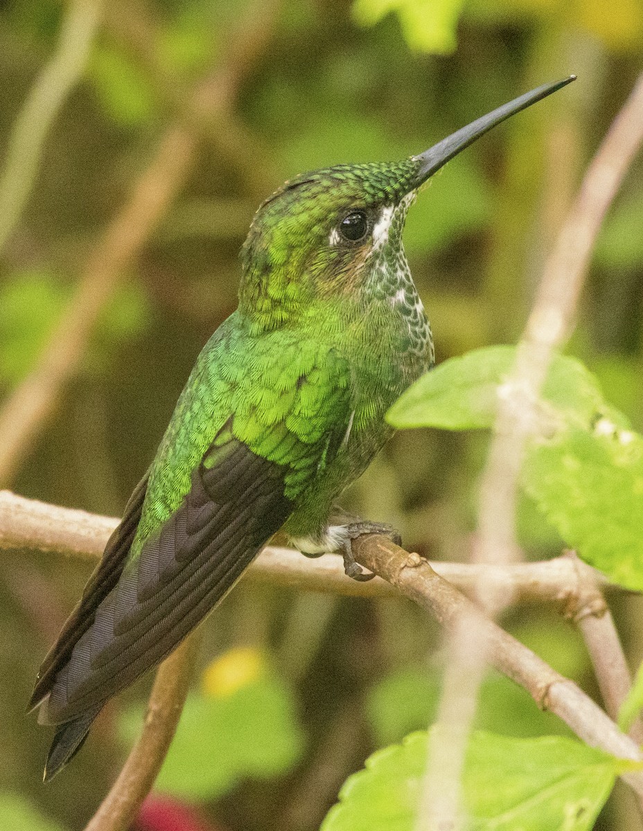 Green-crowned Brilliant - ML435428821