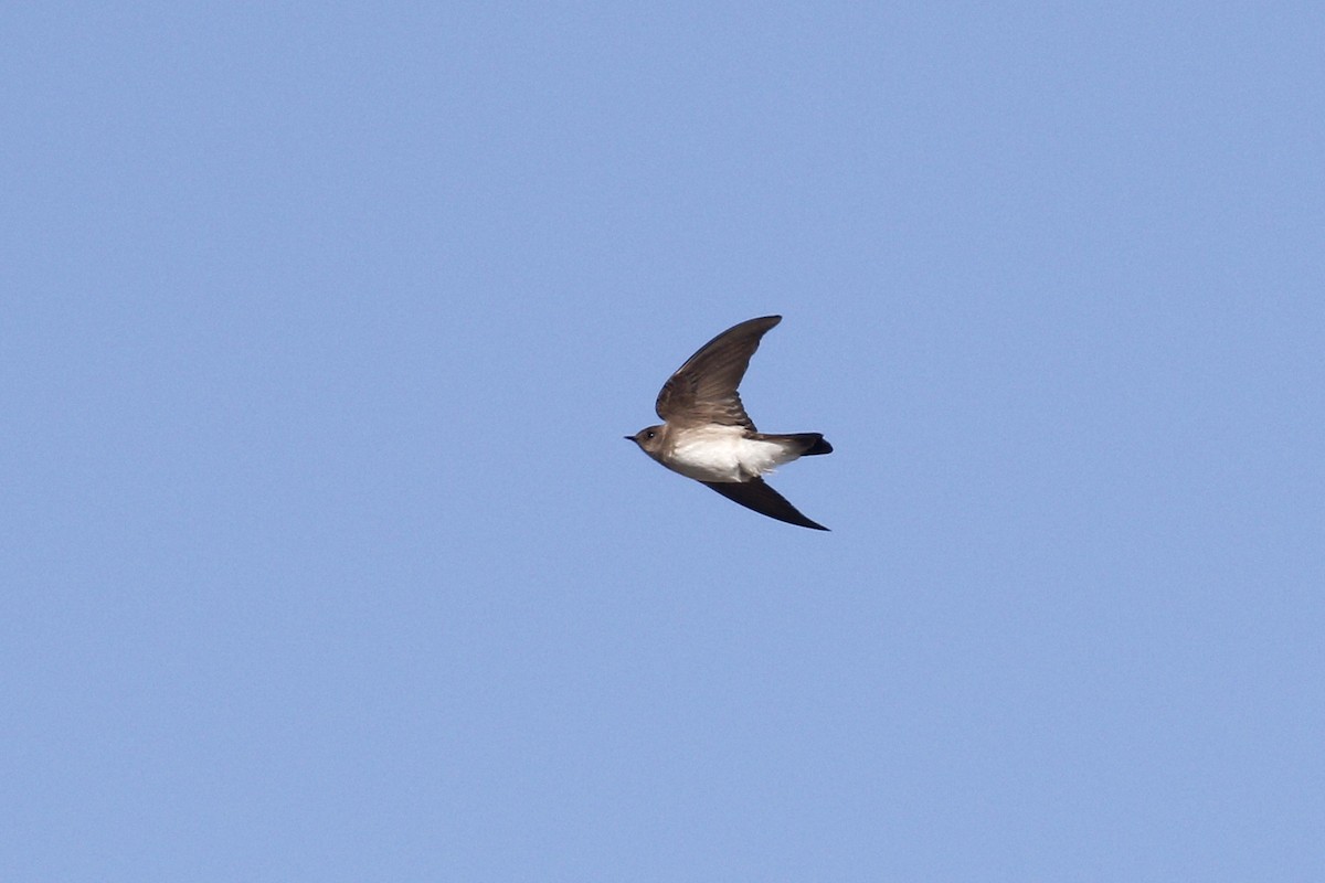 Northern Rough-winged Swallow - ML435429091