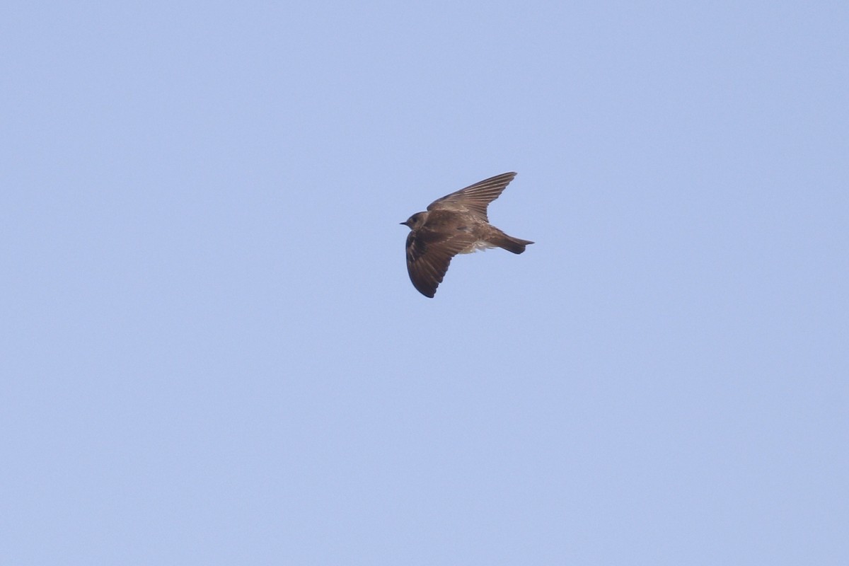 Northern Rough-winged Swallow - ML435429101