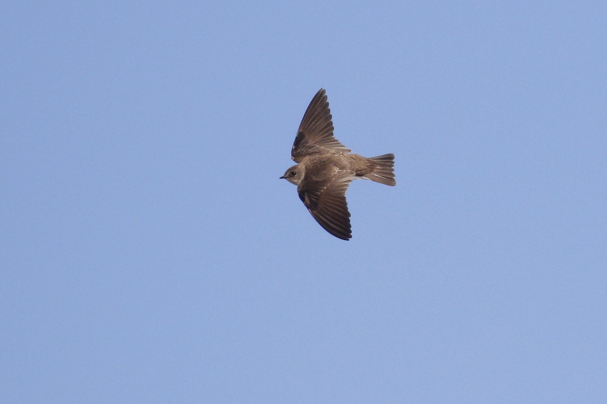 Northern Rough-winged Swallow - ML435429121