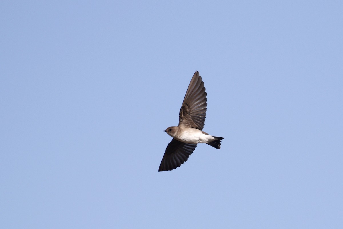 Northern Rough-winged Swallow - ML435429131