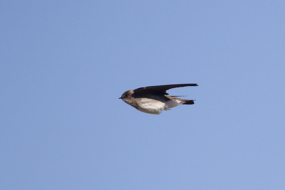 Northern Rough-winged Swallow - ML435429141