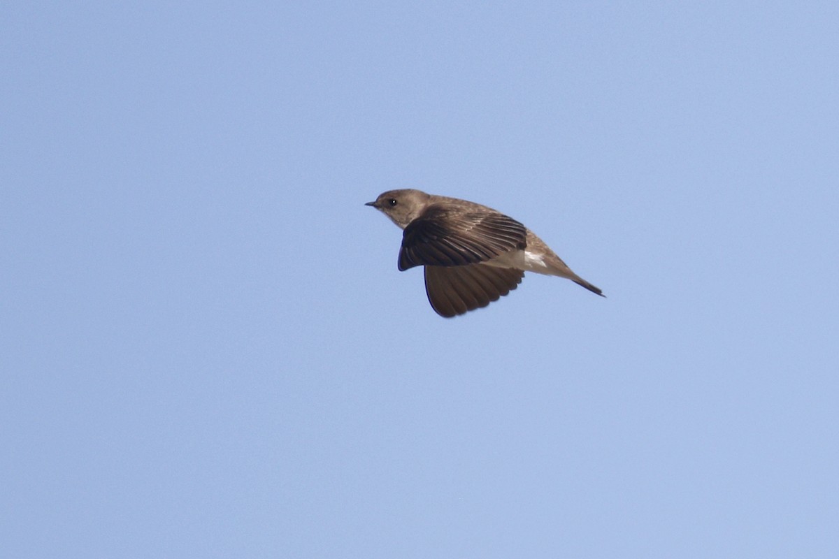 Northern Rough-winged Swallow - ML435429151