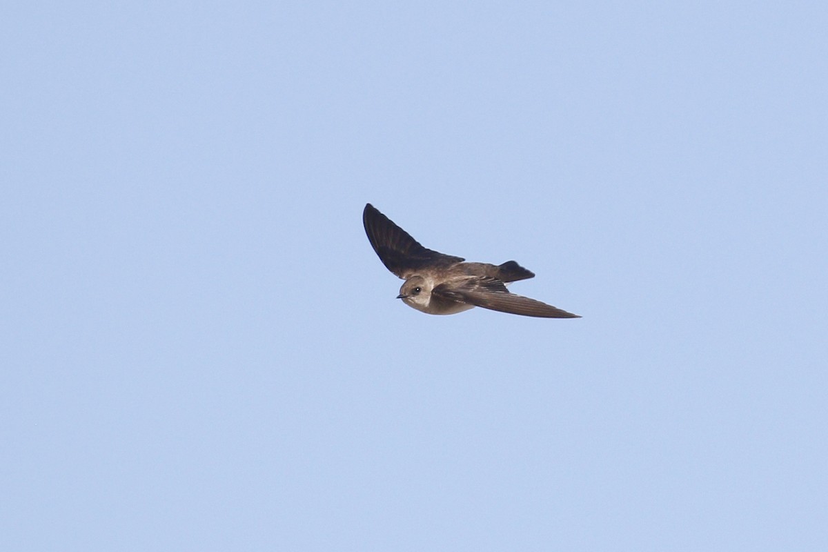 Northern Rough-winged Swallow - ML435429161