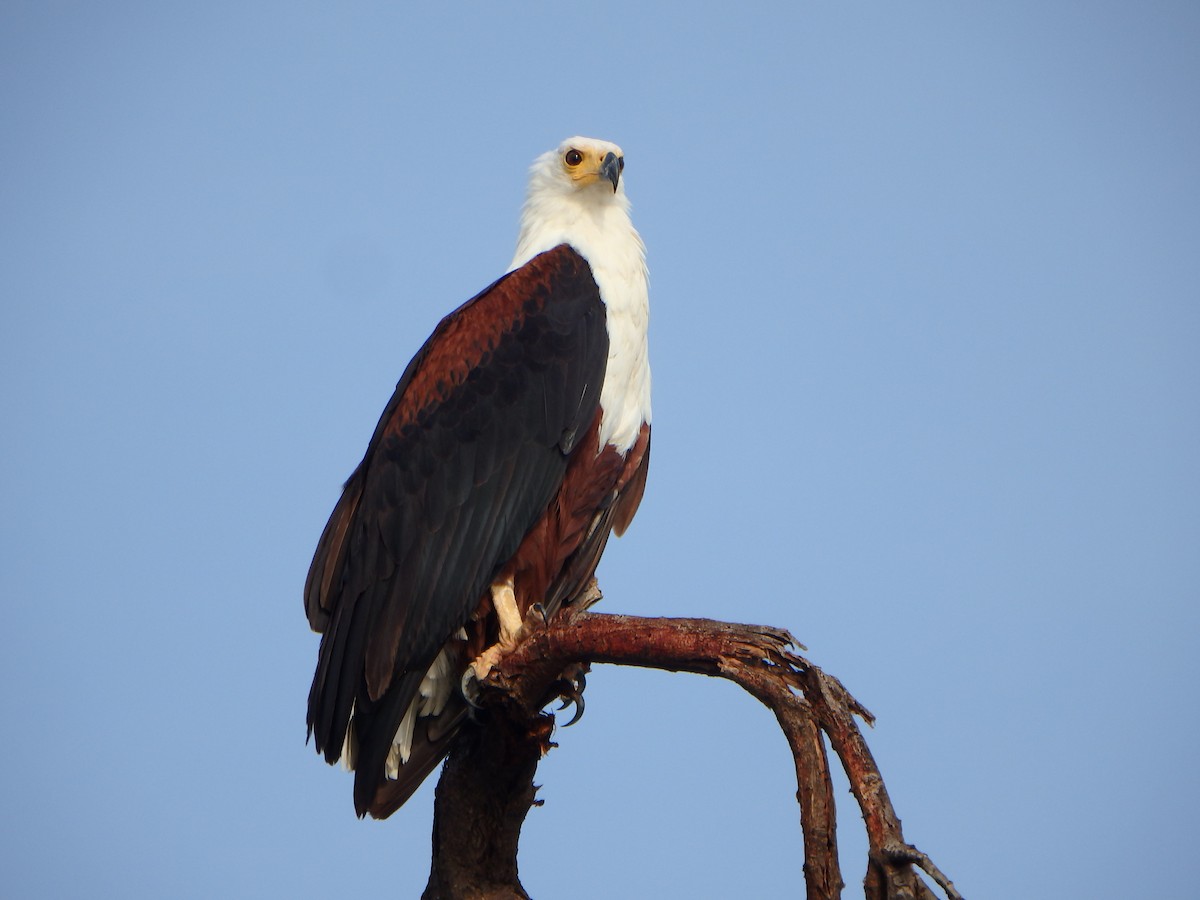 African Fish-Eagle - ML43543071