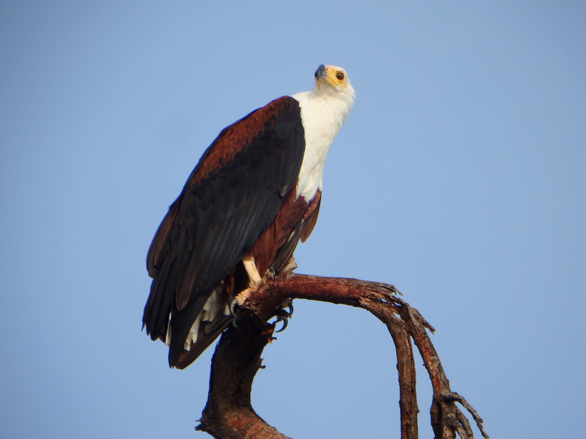 African Fish-Eagle - ML43543081