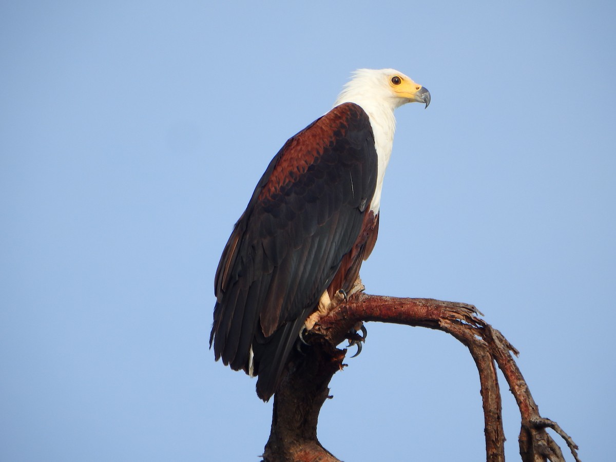 African Fish-Eagle - ML43543091