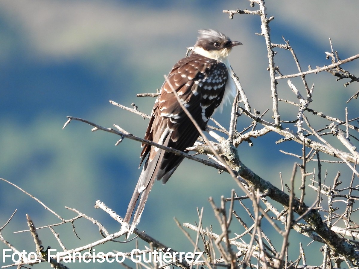 Great Spotted Cuckoo - ML435433131