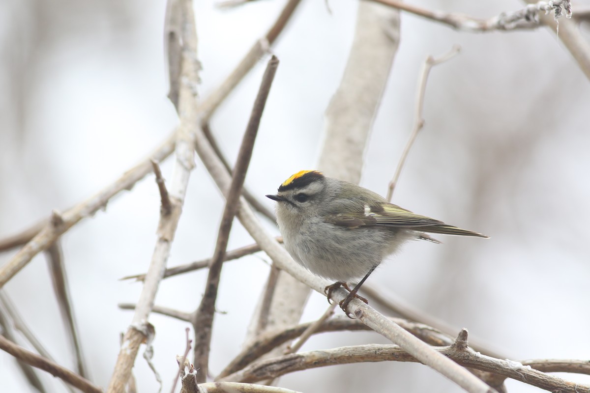 Golden-crowned Kinglet - Lily Morello