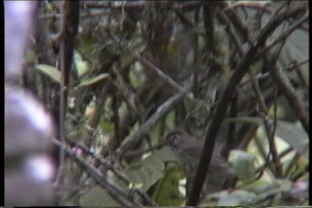 Crescent-chested Warbler - ML435438