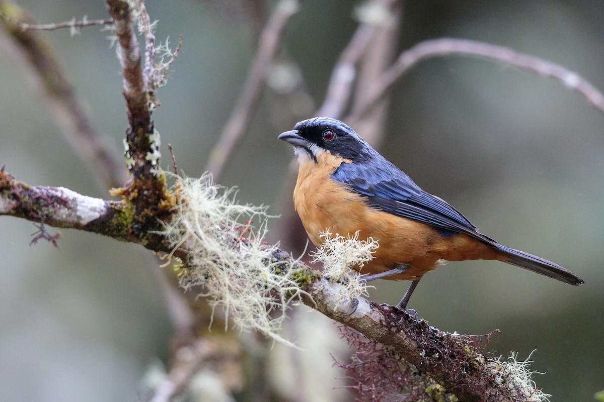Chestnut-bellied Mountain Tanager - ML435438601