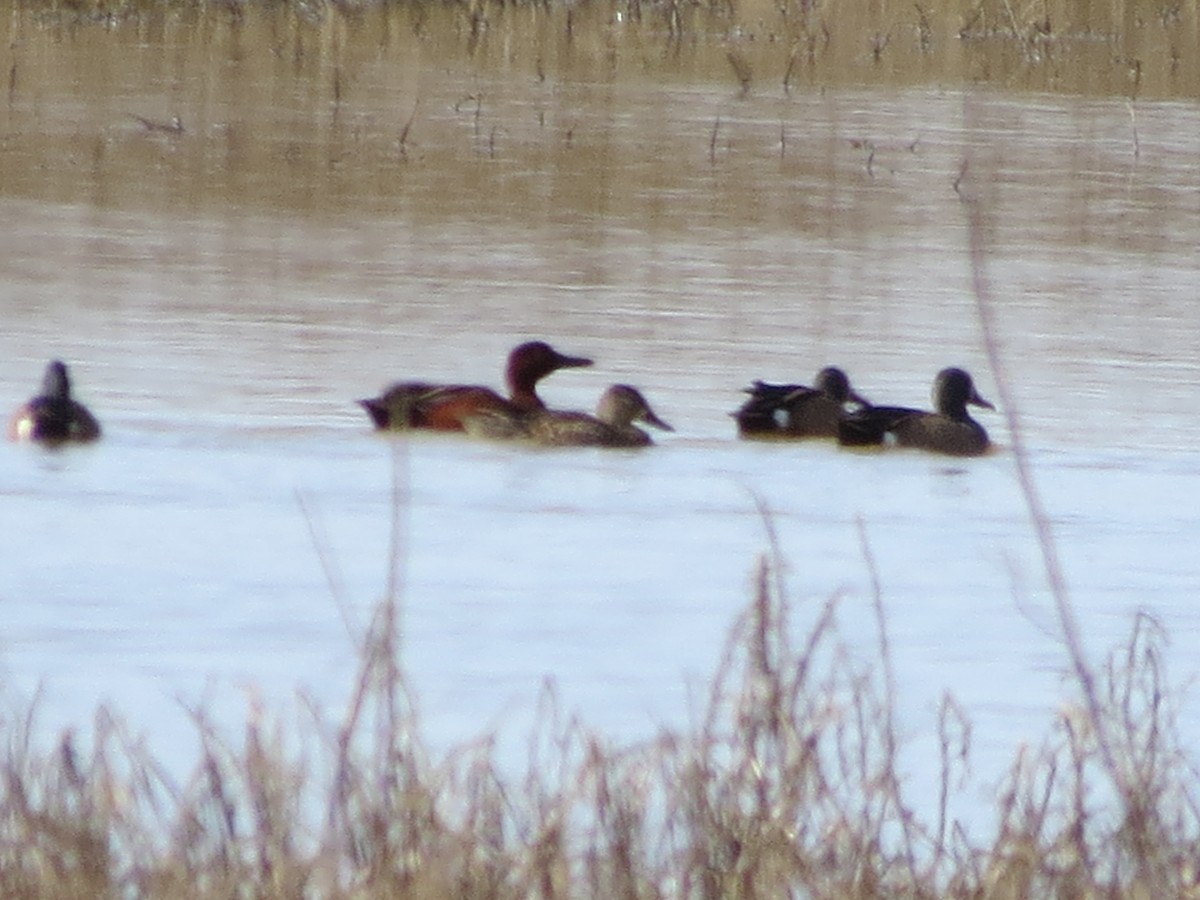 eBird Checklist - 10 Apr 2022 - Tennessee NWR--Duck River Unit - 41 species