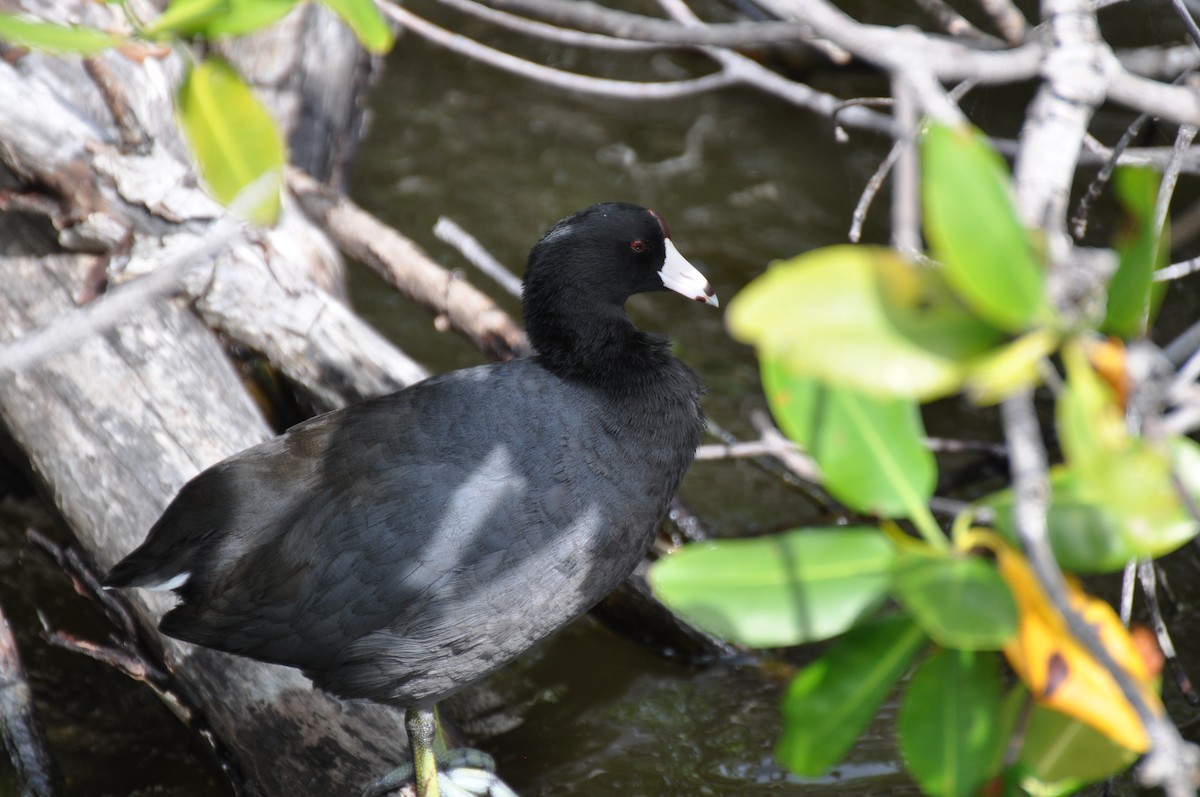 American Coot (Red-shielded) - ML43544291
