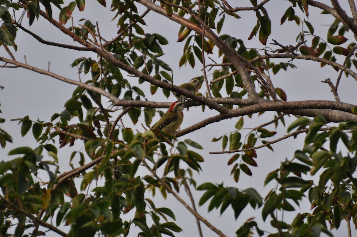 Cuban Green Woodpecker - ML43544441