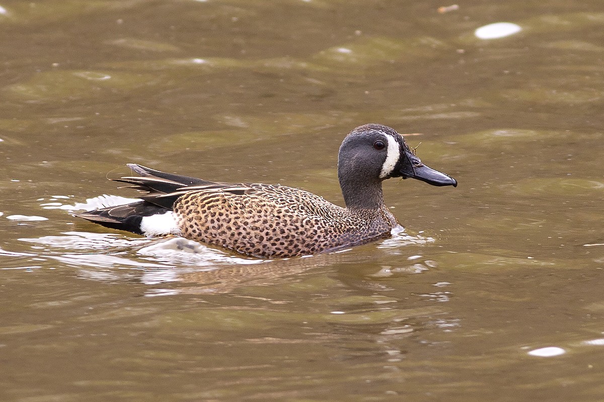 Blue-winged Teal - ML435448011