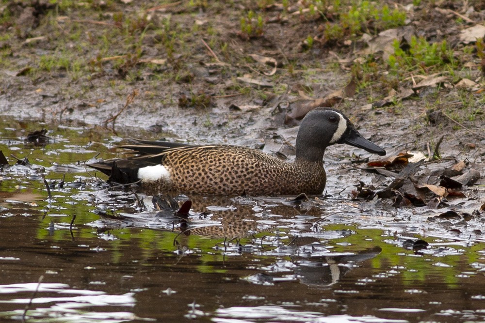 Blue-winged Teal - ML435448141