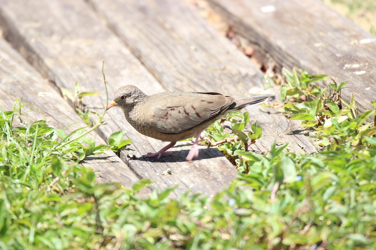eBird Checklist 12 Apr 2022 The Celery Fields 11 species