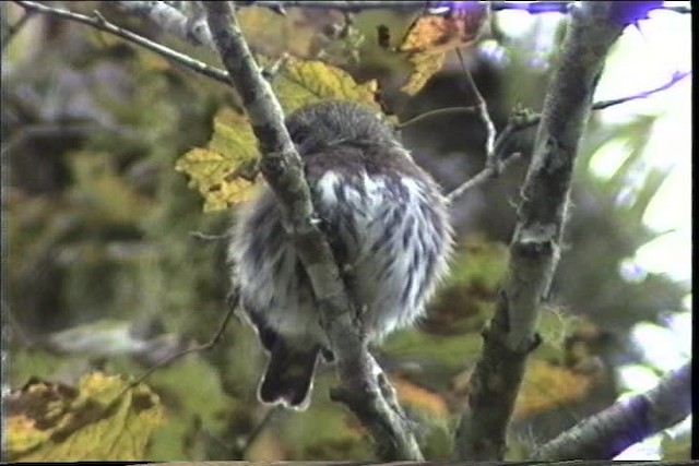 Least Pygmy-Owl - ML435452