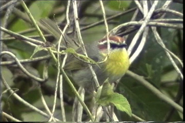 Rufous-capped Warbler - ML435453