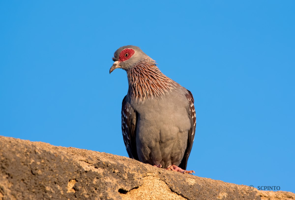 Speckled Pigeon - Shailesh Pinto