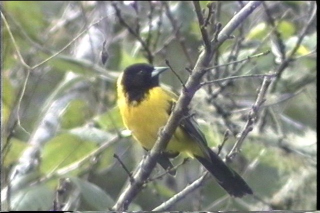 Audubon's Oriole (Audubon's) - ML435458