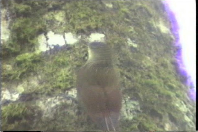 Spot-crowned Woodcreeper (Northern) - ML435459