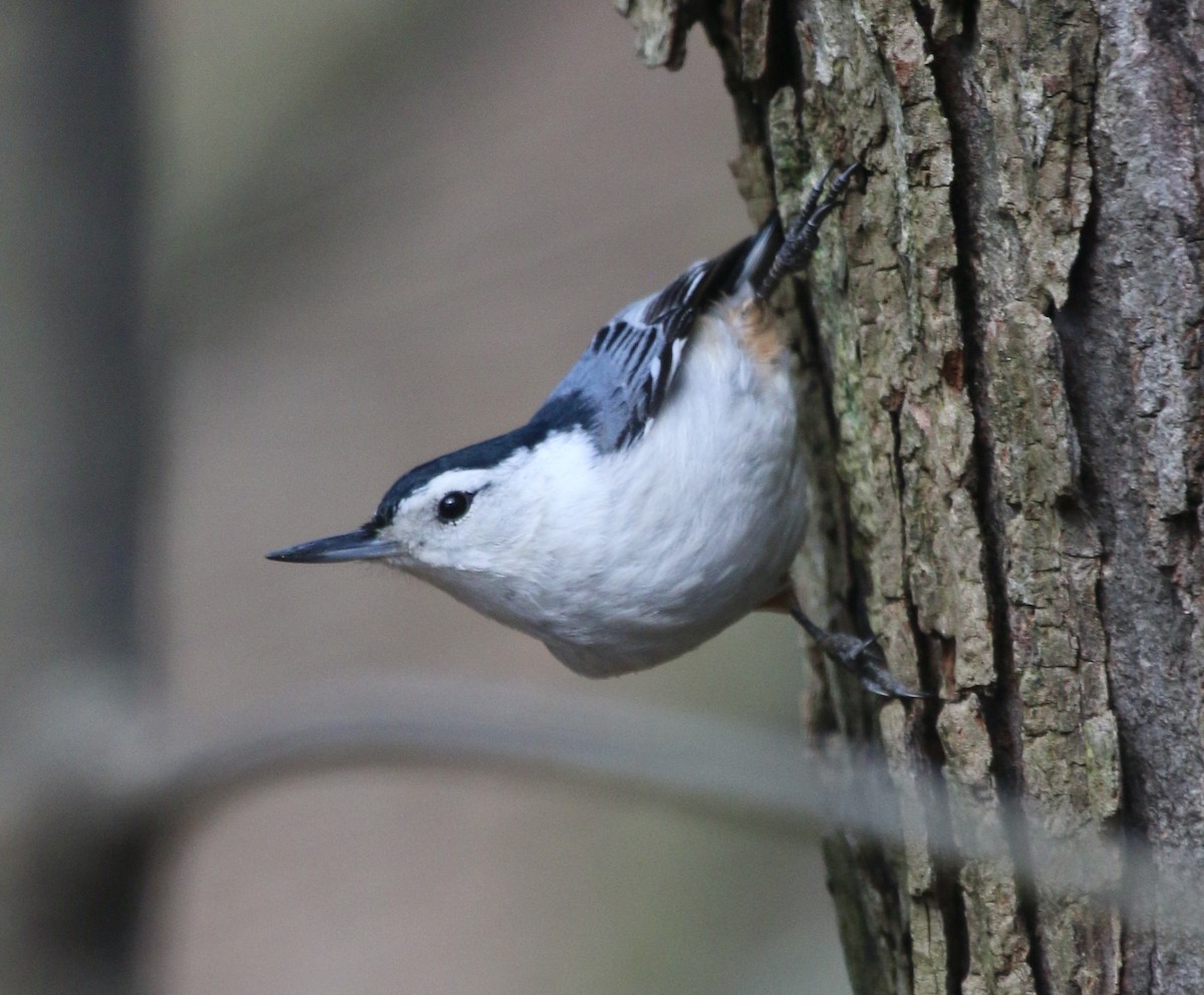 White-breasted Nuthatch - ML435461111