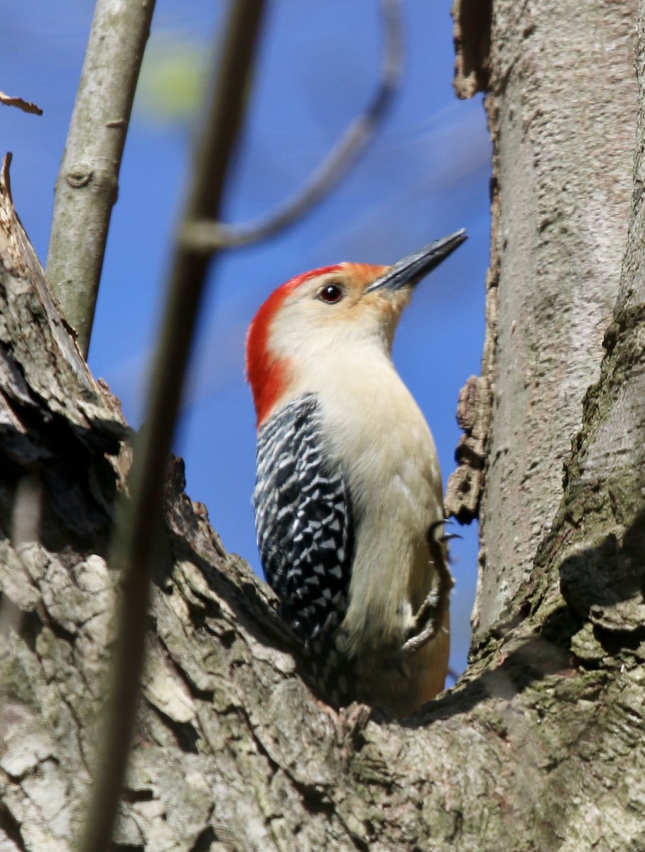 Red-bellied Woodpecker - ML435461261
