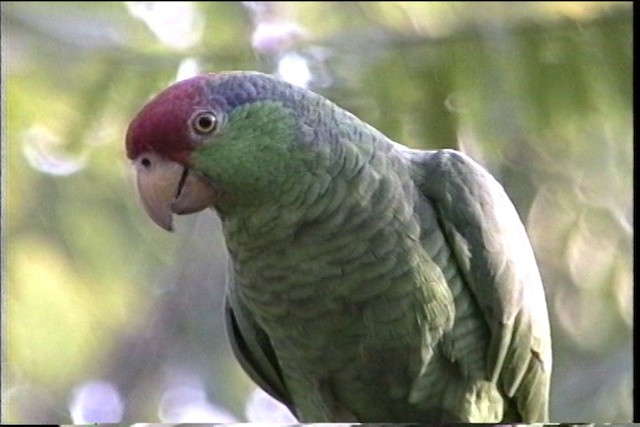 Red-crowned Parrot - ML435462