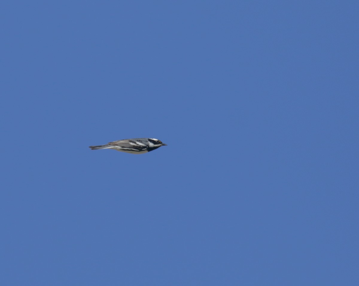 Black-throated Gray Warbler - ML435467271
