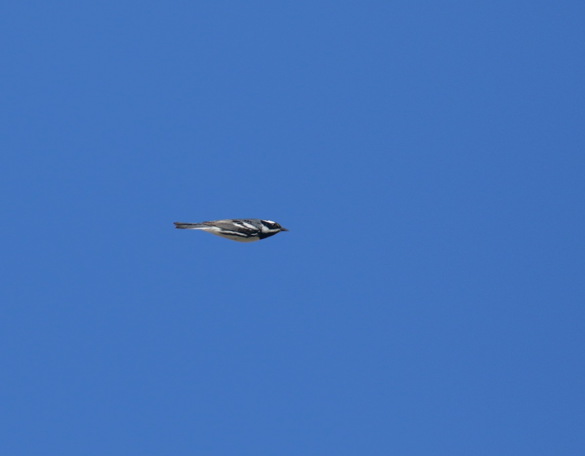 Black-throated Gray Warbler - ML435467281