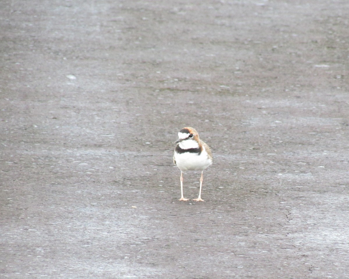 Collared Plover - ML435467421