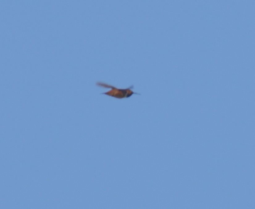 Rufous Hummingbird - ML435468611