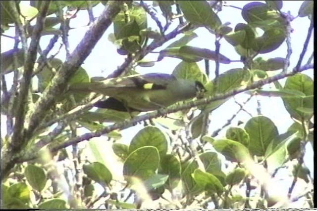 Yellow-winged Tanager - ML435470