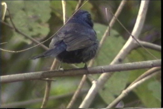Blue Bunting (Middle America) - ML435475