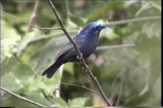 Blue Bunting (Middle America) - ML435486