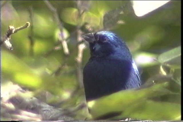 Blue Bunting (Middle America) - ML435490
