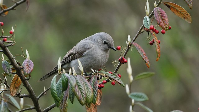 Townsend's Solitaire - ML435494231