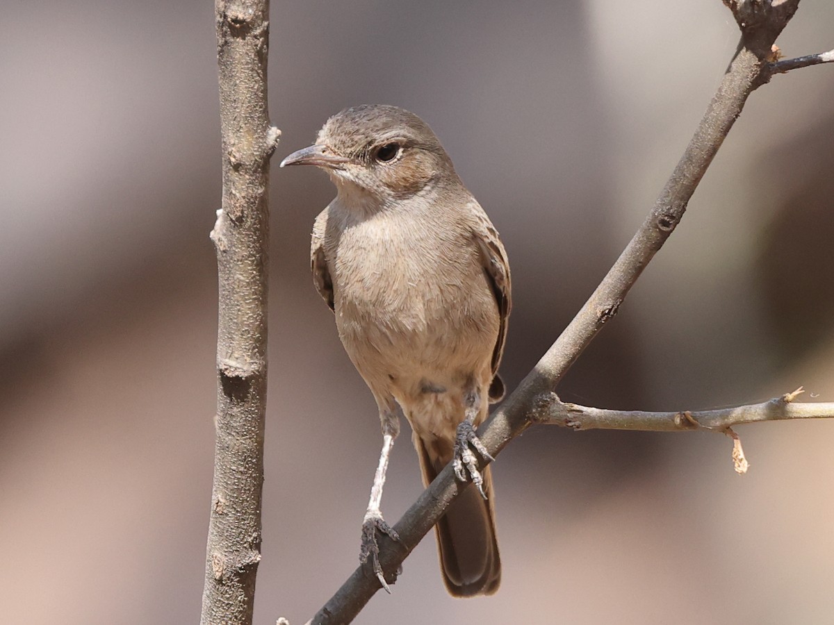Brown-tailed Chat - ML435494261