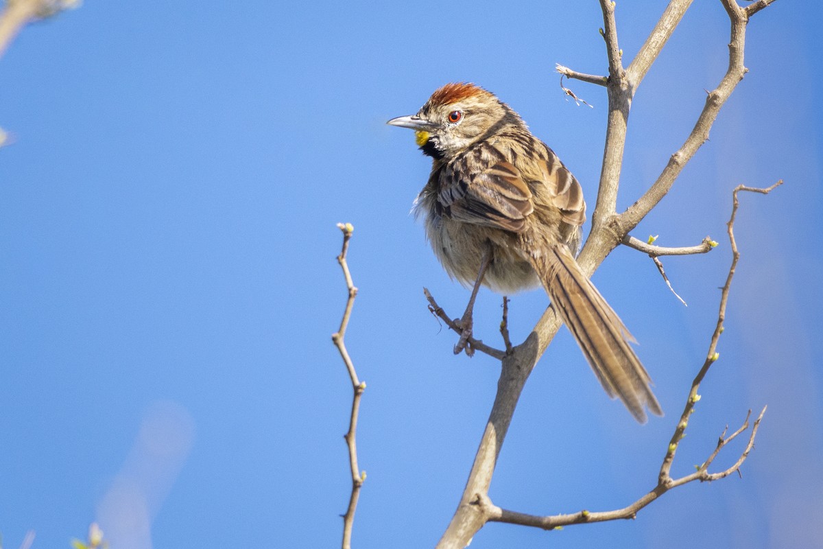 Chotoy Spinetail - ML435496501