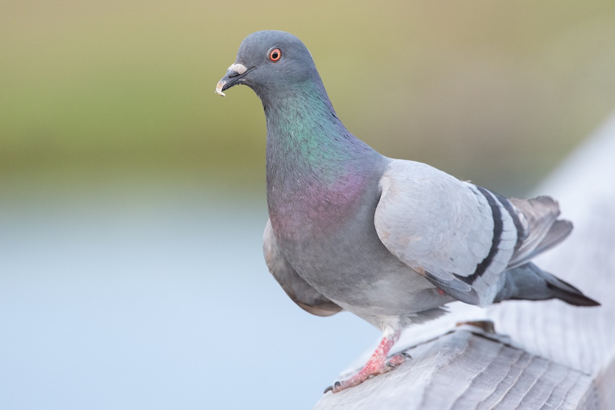 Rock Pigeon (Feral Pigeon) - ML435499341