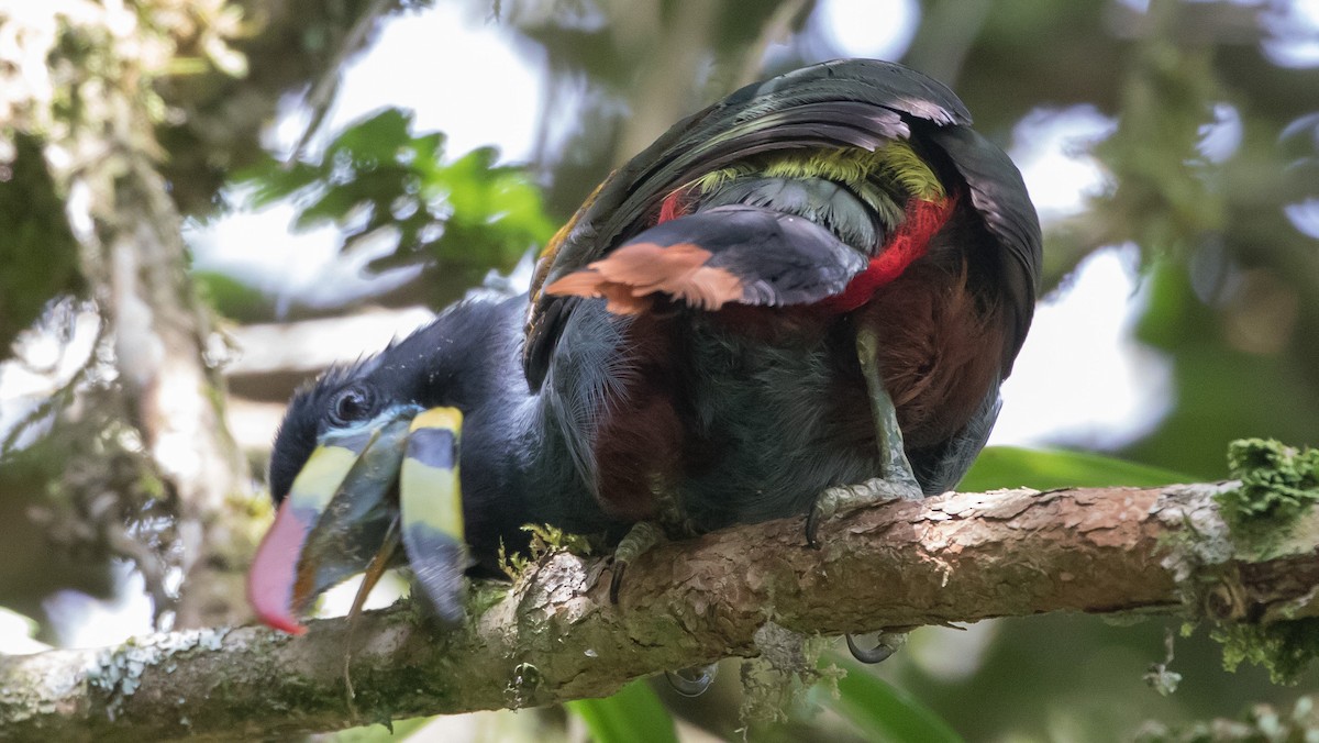 Gray-breasted Mountain-Toucan - ML435503991