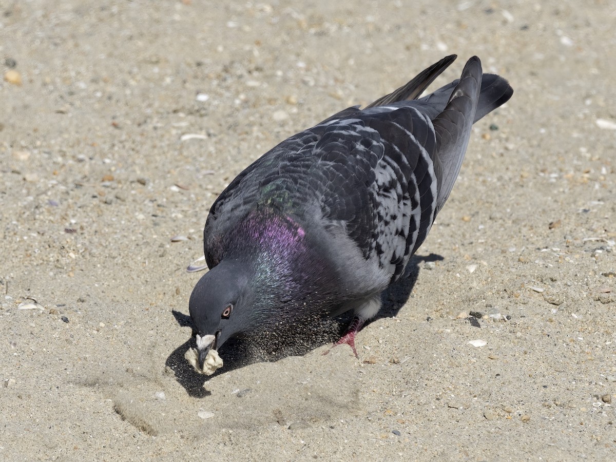 Rock Pigeon (Feral Pigeon) - ML435507841