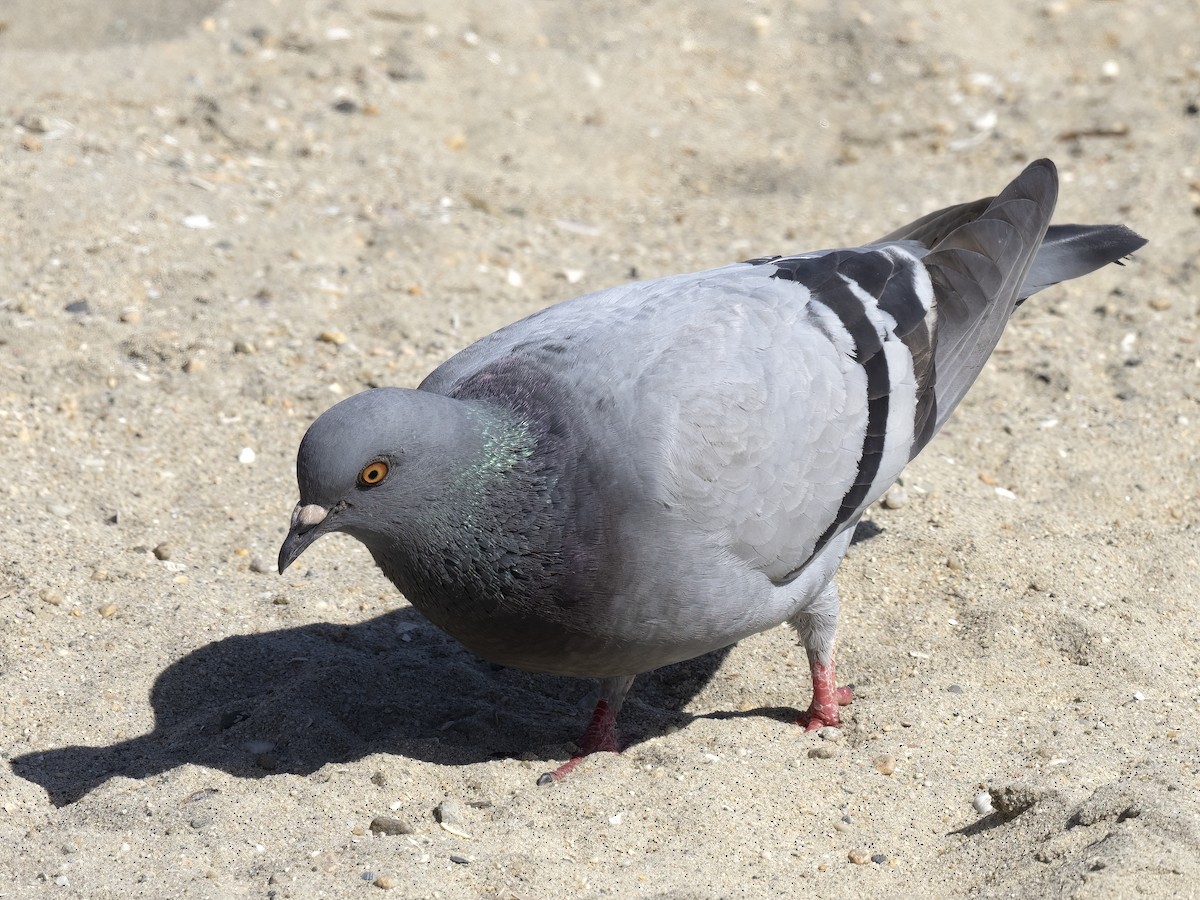Rock Pigeon (Feral Pigeon) - ML435507911